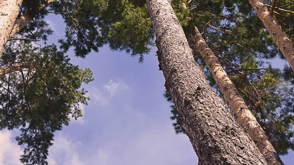 Κορυφές Των Δέντρων Πεύκων Στον Ουρανό Σύννεφα — Φωτογραφία Αρχείου