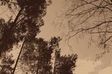 Ağaç çam gökyüzünde bulutlar, tonda ile üst kısımları