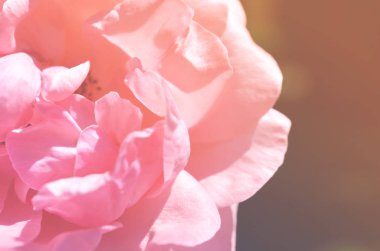 Renkli zemin. Gül çiçek buketi arka plan. Tonda çiçek kompozisyon