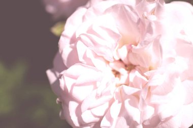 Renkli zemin. Gül çiçek buketi arka plan. Tonda çiçek kompozisyon