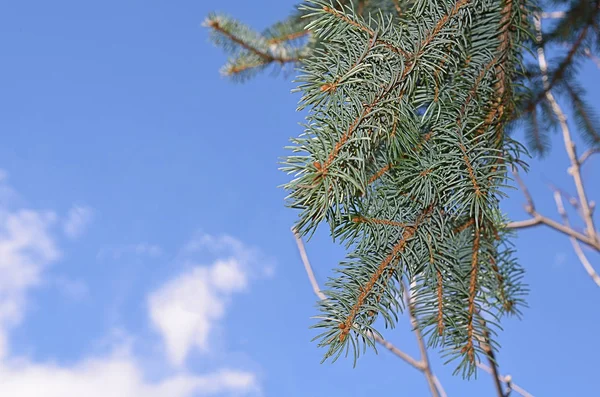 Tops Pinho Árvore Céu Com Nuvens Tonificado — Fotografia de Stock