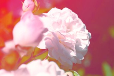 Renkli zemin. Gül çiçek buketi arka plan. Tonda çiçek kompozisyon