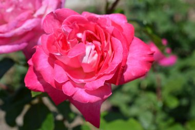 Renkli zemin. Gül çiçek buketi arka plan. Tonda çiçek kompozisyon