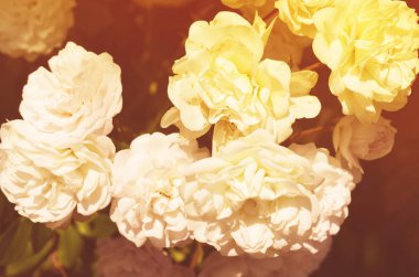 Renkli zemin. Gül çiçek buketi arka plan. Tonda çiçek kompozisyon