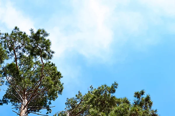 Κορυφές Των Δέντρων Πεύκων Στον Ουρανό Σύννεφα — Φωτογραφία Αρχείου