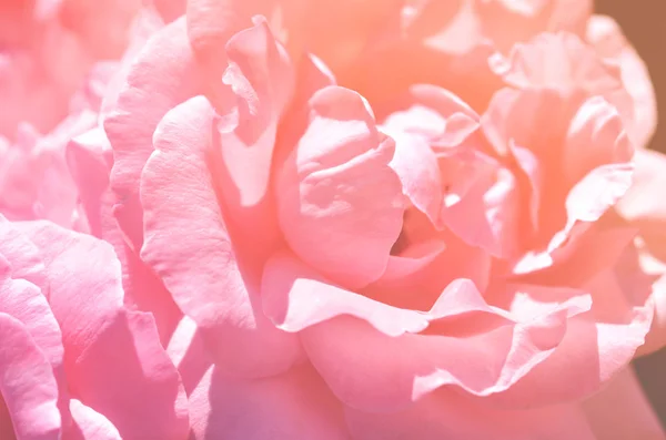 Красочный Фон Розовый Букет Фон Цветочная Композиция — стоковое фото