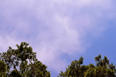 Ağaç çam gökyüzünde bulutlar ile üst kısımları