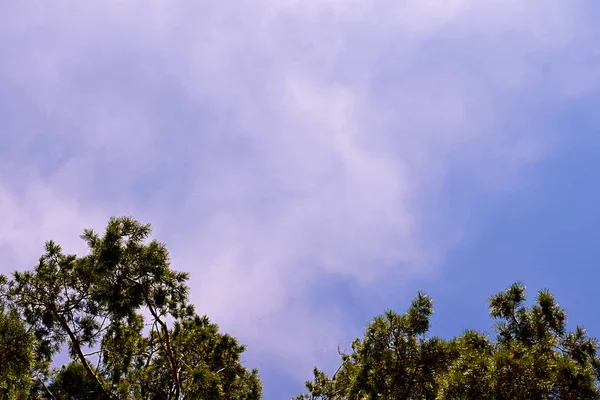 Ağaç çam gökyüzünde bulutlar ile üst kısımları
