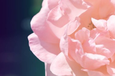 Renkli zemin. Gül çiçek buketi arka plan. Tonda çiçek kompozisyon