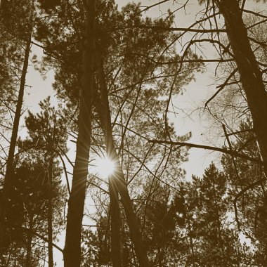 Ağaç çam gökyüzünde bulutlar, tonda ile üst kısımları