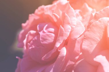 Renkli zemin. Gül çiçek buketi arka plan. Tonda çiçek kompozisyon