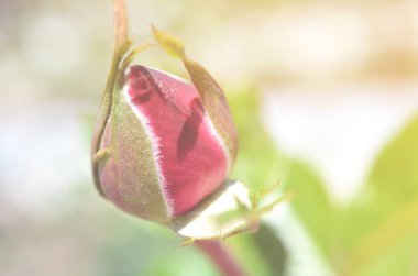 Renkli zemin. Gül çiçek buketi arka plan. Tonda çiçek kompozisyon