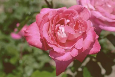 Renkli zemin. Gül çiçek buketi arka plan. Tonda çiçek kompozisyon