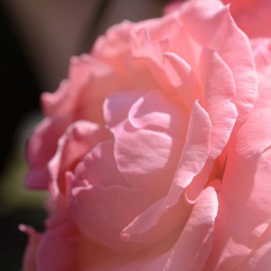 Renkli zemin. Gül çiçek buketi arka plan. Tonda çiçek kompozisyon