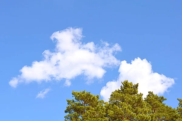 Tops Pino Árbol Cielo Con Nubes — Foto de Stock
