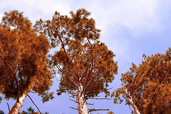 Toppar Träd Tall Himlen Med Moln — Stockfoto