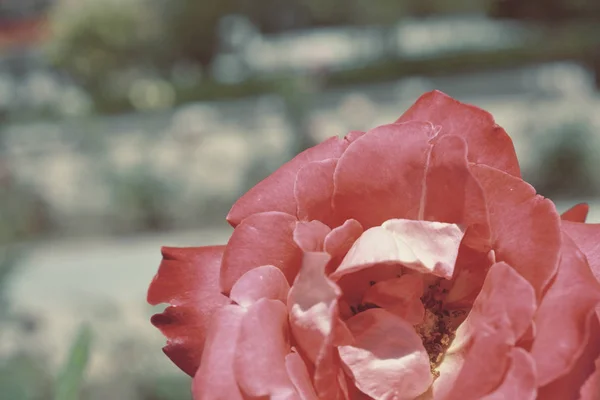 Cenário Colorido Rose Fundo Buquê Flores Composição Floral Tonificada — Fotografia de Stock