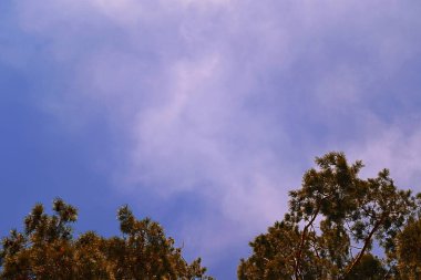 Ağaç çam gökyüzünde bulutlar ile üst kısımları