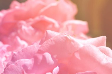 Renkli zemin. Gül çiçek buketi arka plan. Tonda çiçek kompozisyon