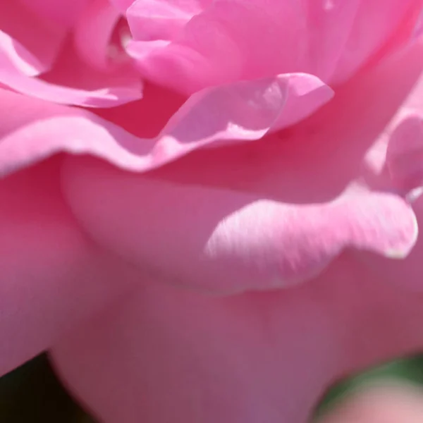 カラフルな背景 バラの花の花束背景 トーンの花の組成 — ストック写真