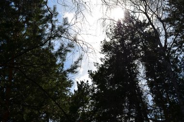 Ağaç çam gökyüzünde bulutlar, tonda ile üst kısımları