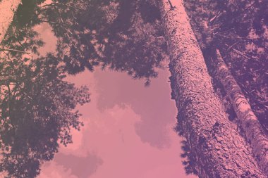 Ağaç çam gökyüzünde bulutlar ile üst kısımları