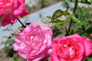 Renkli zemin. Gül çiçek buketi arka plan. Tonda çiçek kompozisyon