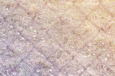 Doğa sonbahar renkli doku arka plan closeup soyut