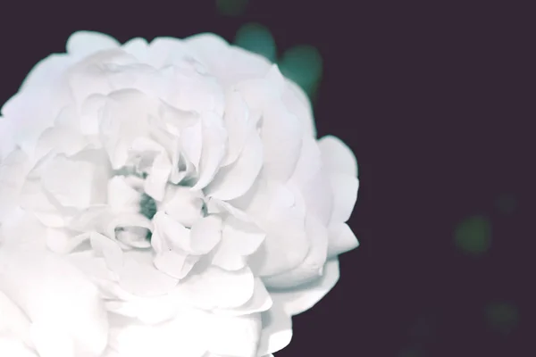 Barevné Pozadí Růže Květ Kytice Pozadí Květinové Kompozice Laděných — Stock fotografie