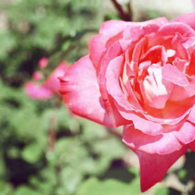 Renkli zemin. Gül çiçek buketi arka plan. Tonda çiçek kompozisyon