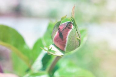 Renkli zemin. Gül çiçek buketi arka plan. Tonda çiçek kompozisyon