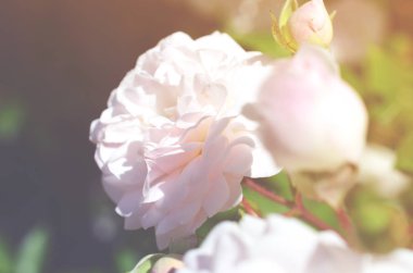 Renkli zemin. Gül çiçek buketi arka plan. Tonda çiçek kompozisyon