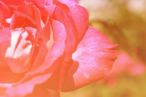 Colorful Backdrop Rose Flower Bouquet Background Floral Composition Toned — Stock Photo, Image