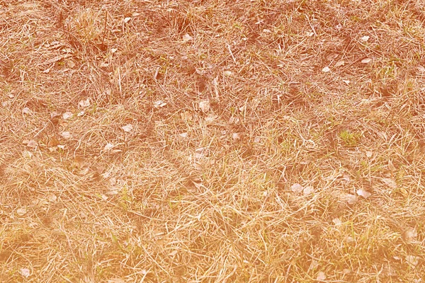 Abstrato Natureza Outono Colorido Textura Fundo Closeup — Fotografia de Stock