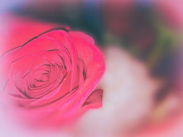 Fond Coloré Bouquet Fleurs Rose Fond Vintage Composition Florale — Photo