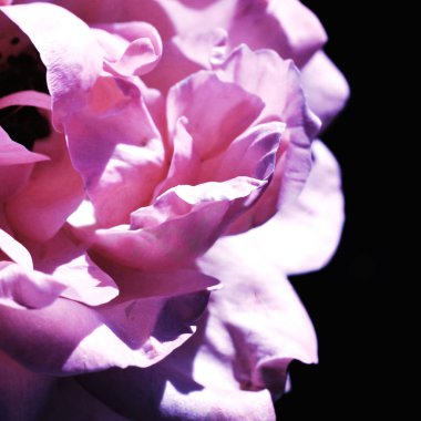 Renkli zemin. Gül çiçek buketi arka plan. Tonda çiçek kompozisyon