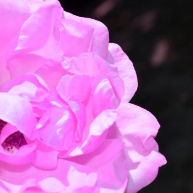 Renkli zemin. Gül çiçek buketi arka plan. Tonda çiçek kompozisyon