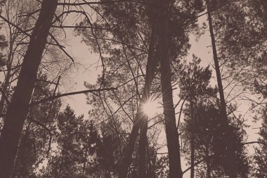 Ağaç çam gökyüzünde bulutlar, tonda ile üst kısımları