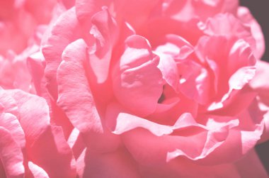 Renkli zemin. Gül çiçek buketi arka plan. Tonda çiçek kompozisyon