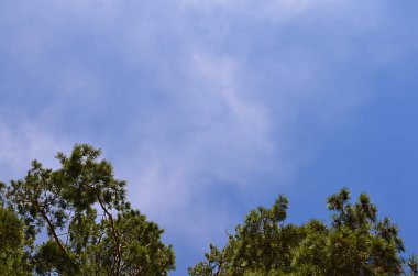 Ağaç çam gökyüzünde bulutlar ile üst kısımları