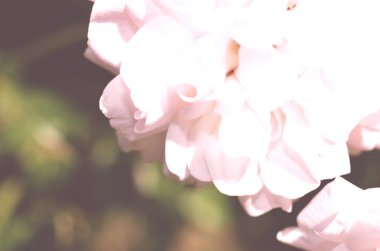 Renkli zemin. Gül çiçek buketi arka plan. Tonda çiçek kompozisyon