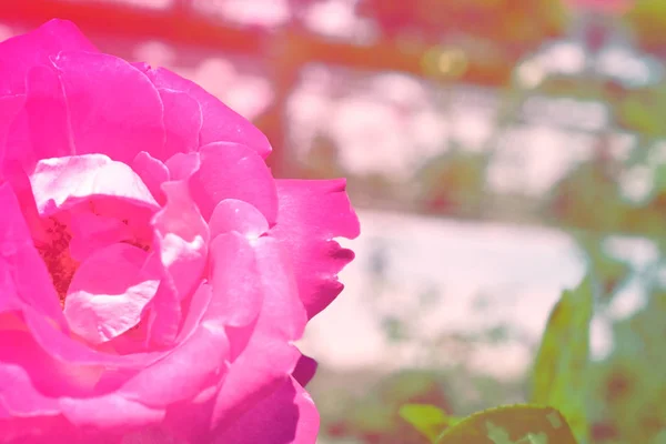 Renkli Zemin Gül Çiçek Buketi Arka Plan Tonda Çiçek Kompozisyon — Stok fotoğraf