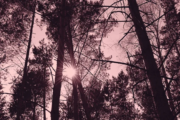 Κορυφές Των Δέντρων Πεύκων Στον Ουρανό Σύννεφα Τονισμένα — Φωτογραφία Αρχείου
