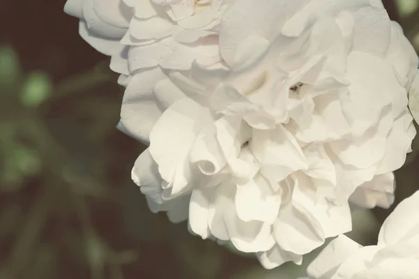 นหล นหล อดอกก หลาบ องค ประกอบของดอกไม — ภาพถ่ายสต็อก