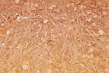 Doğa sonbahar renkli doku arka plan closeup soyut