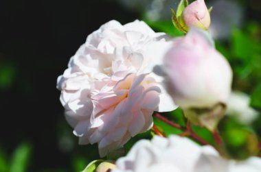 Renkli zemin. Gül çiçek buketi arka plan. Tonda çiçek kompozisyon