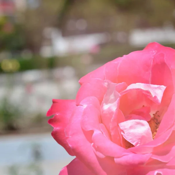Cenário Colorido Rose Fundo Buquê Flores Composição Floral Tonificada — Fotografia de Stock