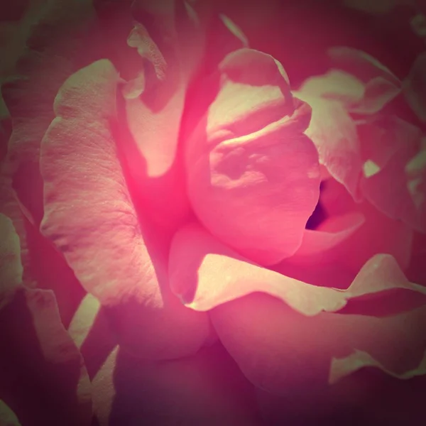 Fondo Colorido Ramo Flores Rosa Fondo Composición Floral Tonificada — Foto de Stock