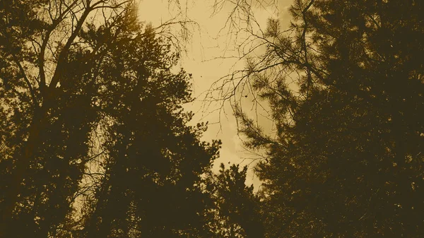 Topy Drzewa Sosnowego Niebo Chmurami Stonowanych — Zdjęcie stockowe