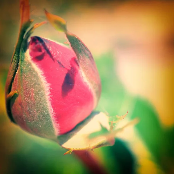 Cenário Colorido Rose Fundo Buquê Flores Composição Floral Tonificada — Fotografia de Stock